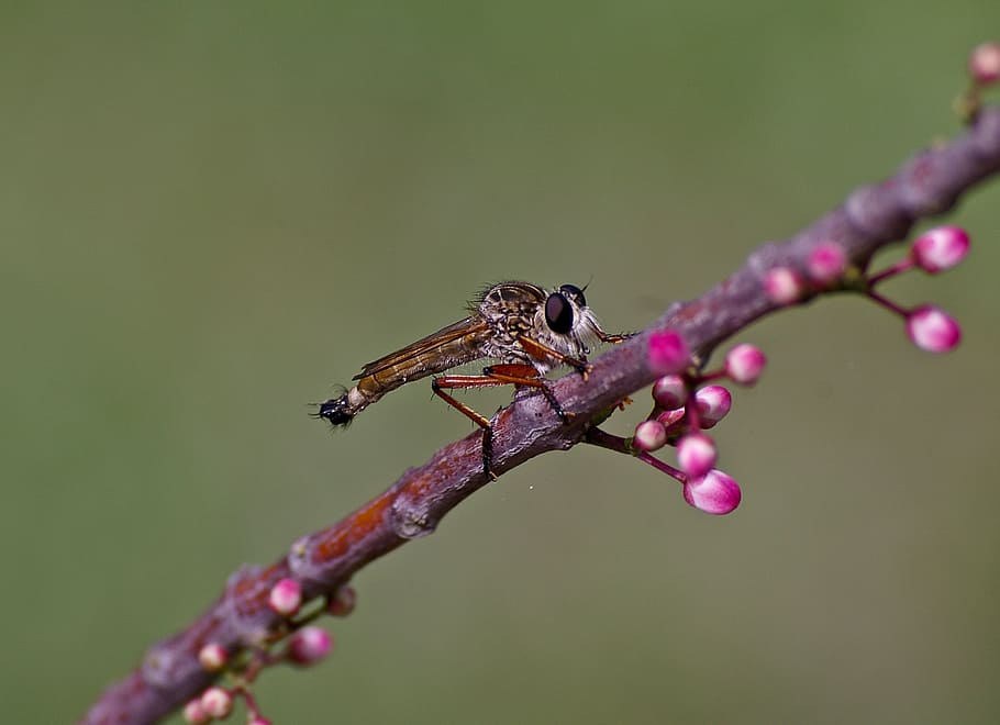 brown robber fly, insect, fly, bug, wild, eye, branch, flower, buds, pink