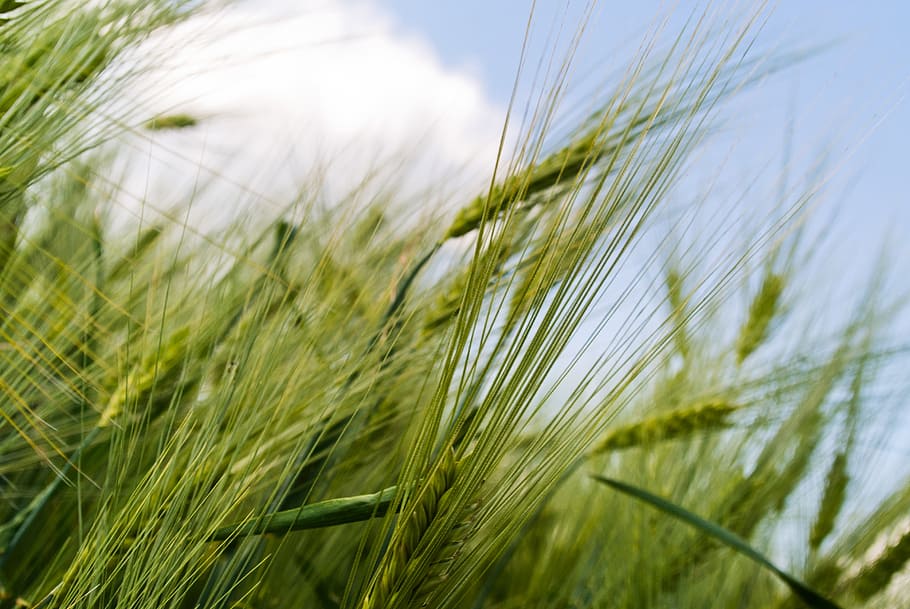 green grass field, grain, field, green, detail, growing, harvest, farm, agriculture, rural