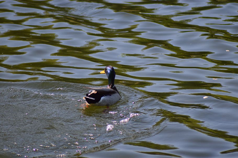 duck, water, plumage, pen, hybrid, nature, pond, wing, bird, spring