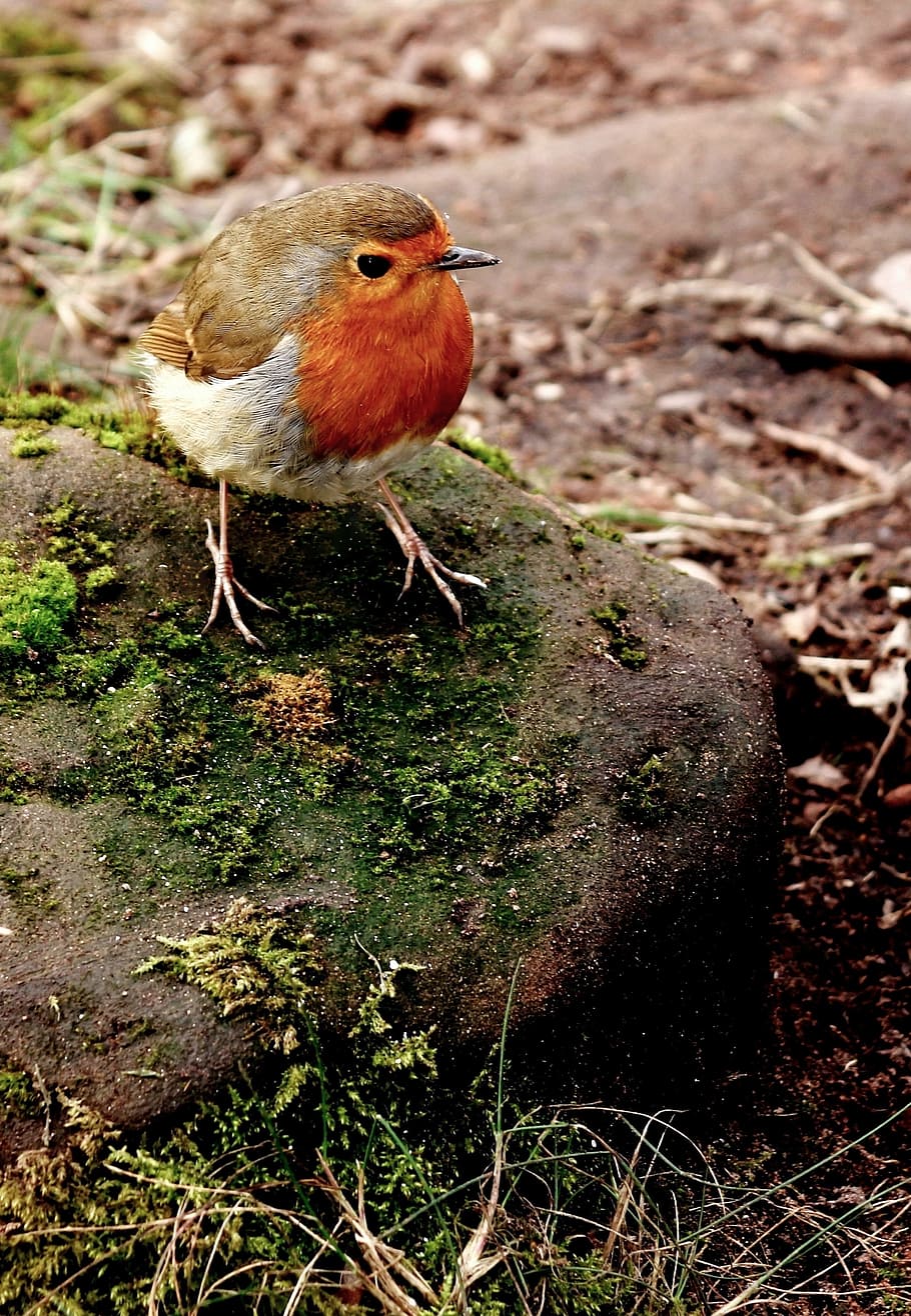 Rojo, pájaro, roca, durante el día, Robin, Navidad, lindo, diseño, dibujos animados, árbol