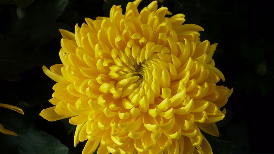 chrysanthemum, flower, yellow, magnificent, blossom, bloom, late summer, garden, close-up, petal