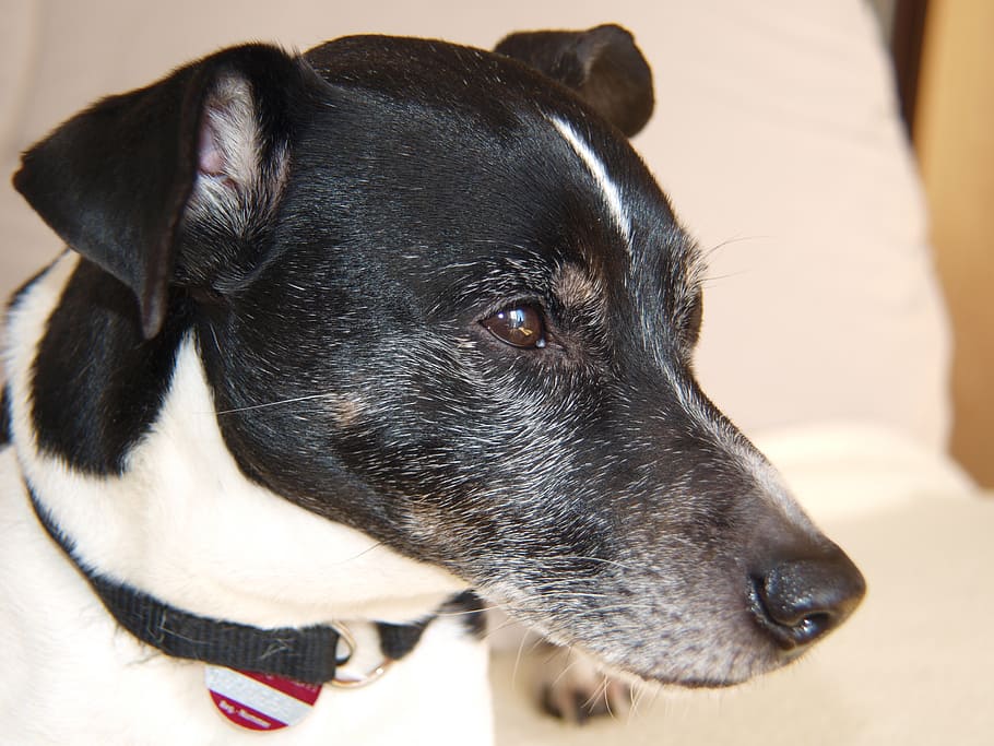 jack russel, terrier, cão, retrato animal, cão de caça, bonitinho, focinho, cabelo curto, animal de estimação, pequeno