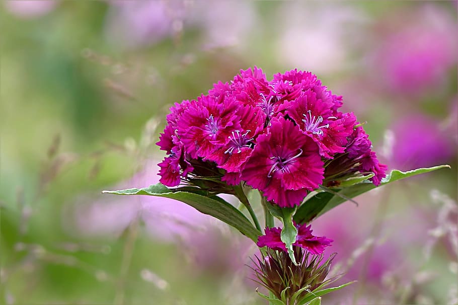selective, focus photography, pink, petaled flowers, shallow focus, photography, flowers, plant, flower, sweet william