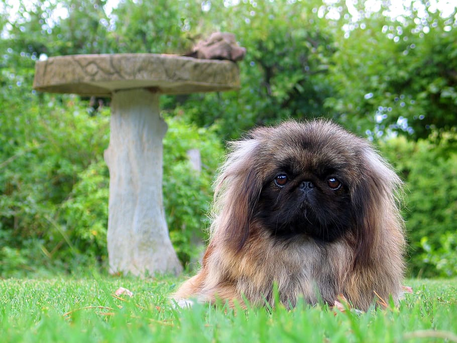 adult pekingese, standing, grass field, pedestal table, adorable, animal, appealing, attractive, beautiful, beauty