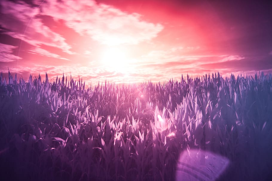 infrared, field, dream, surreal, colors, landscape, pink, summer, sky, cloud - sky