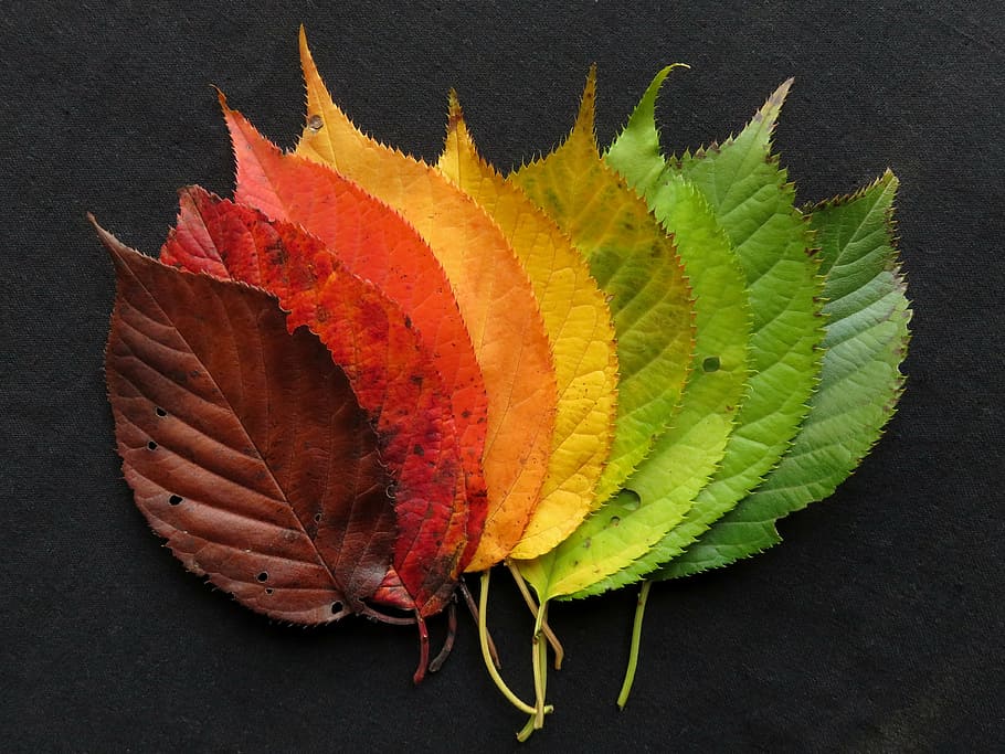 assorted-color leaves, autumn leaves, fall leaves, leaves, autumn, fall, color, colourful, fall foliage, colorful