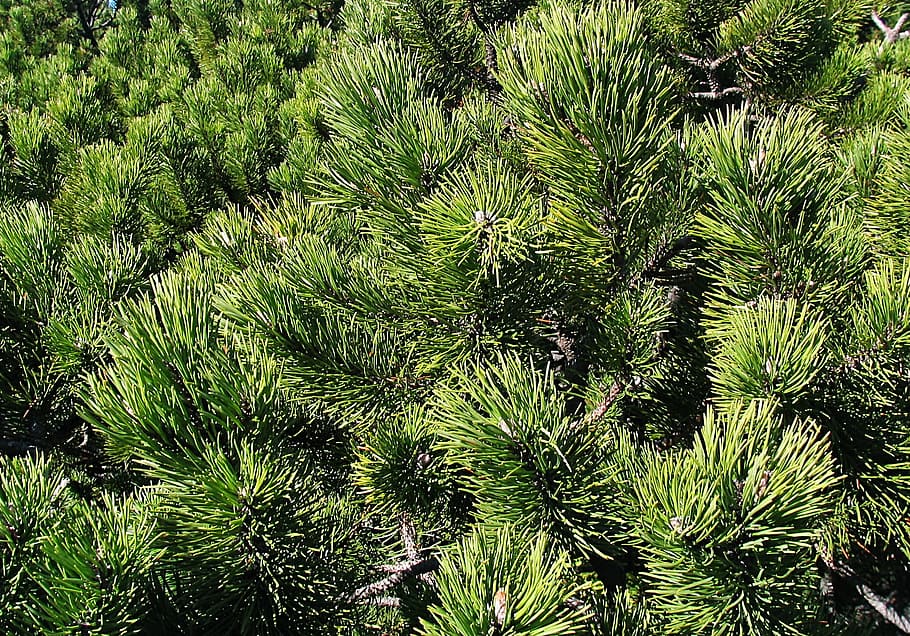 mountain pine, babia top, beskids, invoice, the structure of the, the background, closeup, green, needles, coniferous
