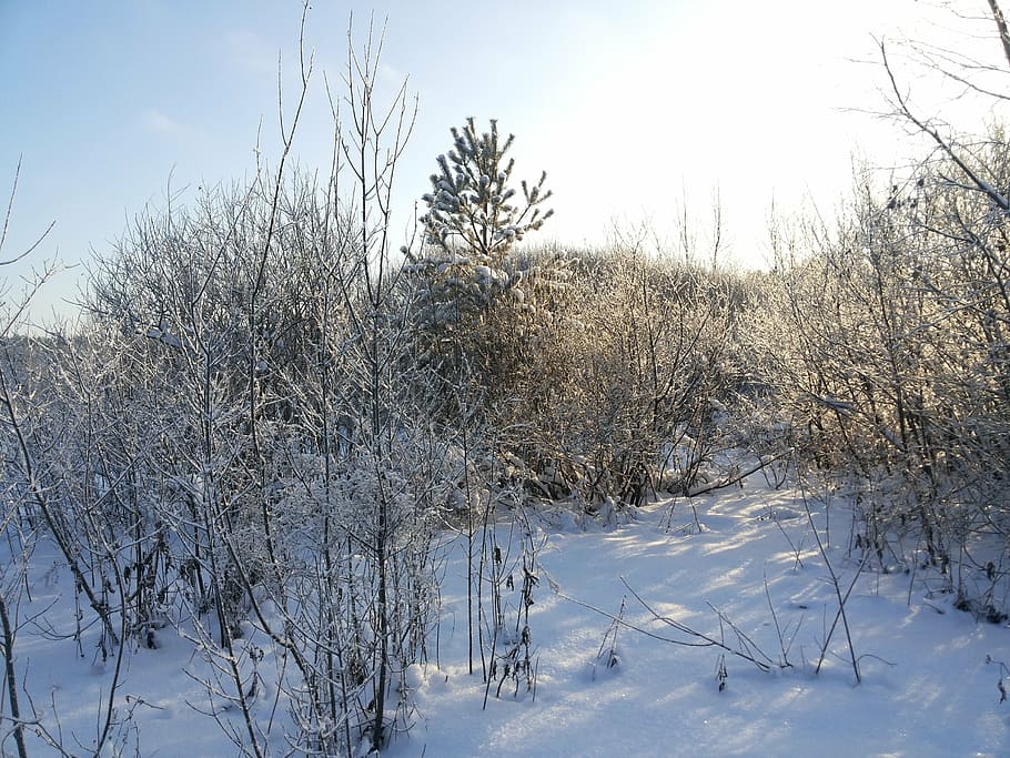 冬, 太陽, 霜, 沈黙, 冬の太陽, 雪, 寒さ, 植物, 木, 静かな情景