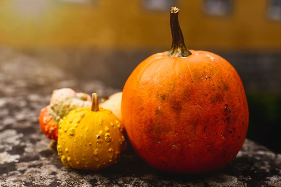 outono, abóbora, decoração, vegetais, colheita, comida, laranja, outubro, escolher, natureza