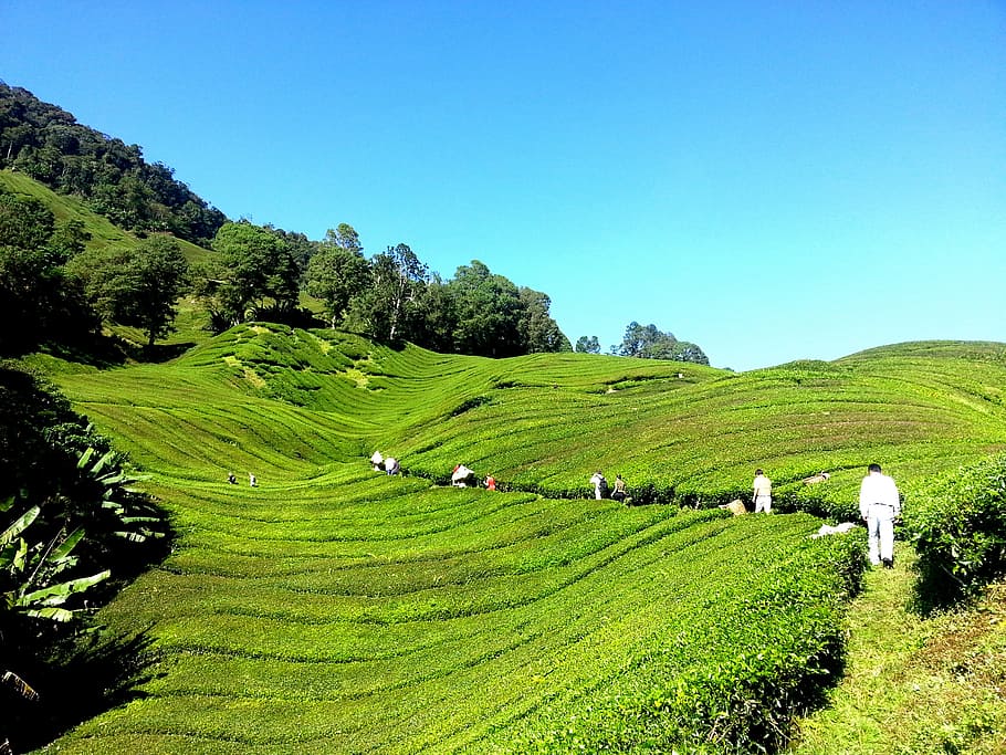 orang-orang, berjalan, semak-semak, siang hari, perkebunan teh, kebun teh, teh, dataran tinggi cameron, malaysia, hijau