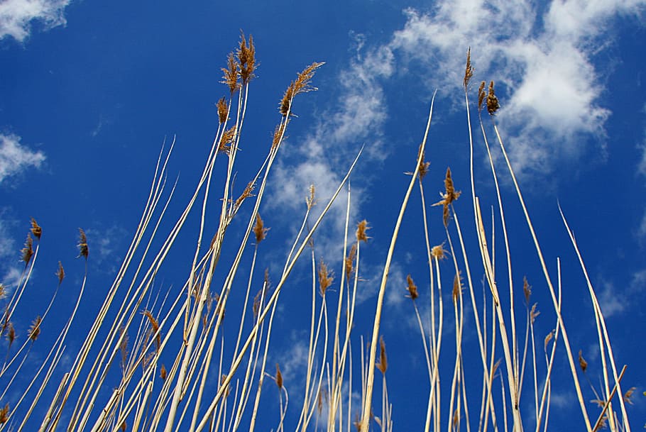 sky, nature, reed, marsh plant, plant, waters, teichplanze, blue, lake, nature reserve