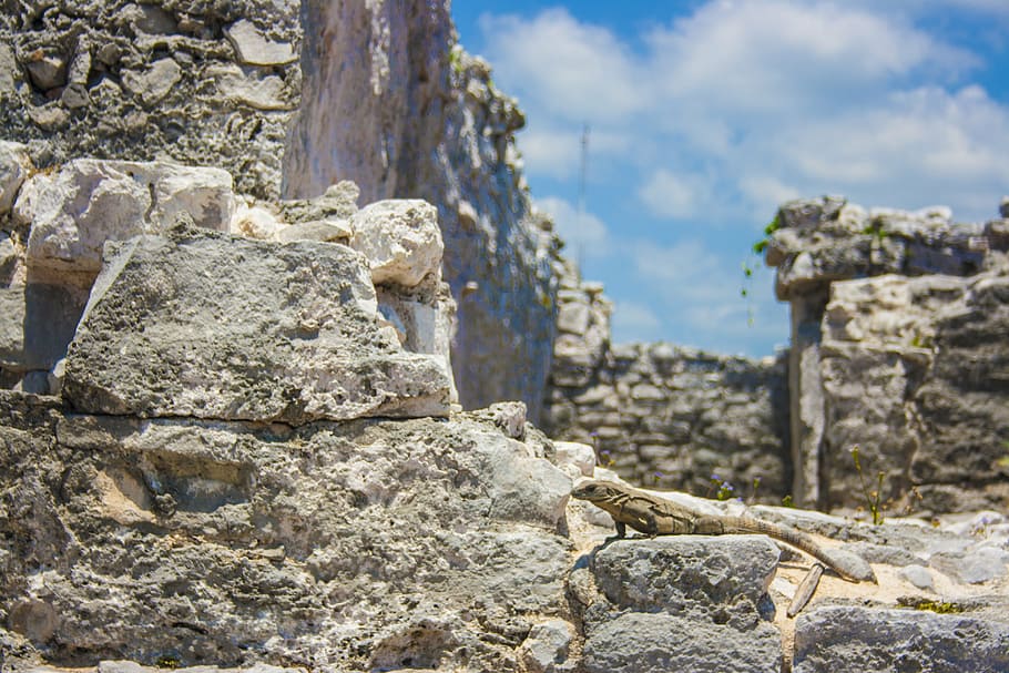 iguana, rocks, texture, reptile, stones, mexico, fauna, ruins, prehispanic, beach
