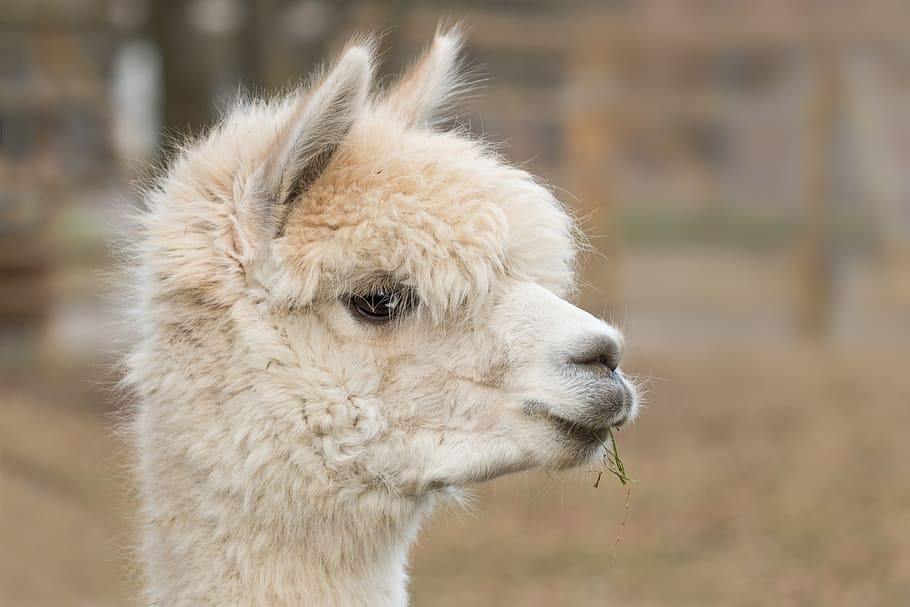 shallow, focus photography, llama, alpaca, pako, mammal, wool, vicugna pacos, alpaca wool, animal