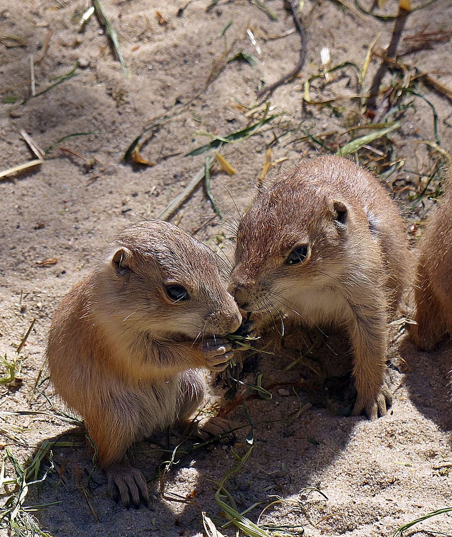 Prairie Dog, Young Animal, Eat, animal, rodent, sweet, nature, small, cute, curious