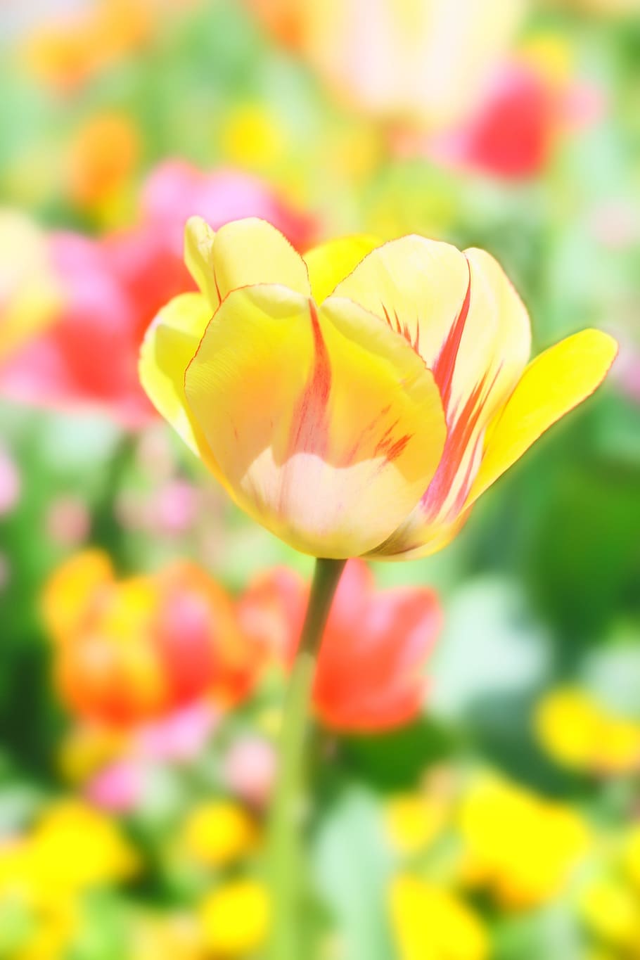 Tulip, Flower, Spring, Nature, Blossom, bloom, plant, yellow, orange, bright