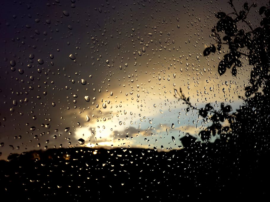 silhouette of plants, pane, rain, drops, window, water, rain drops, twilight, sunset, nostalgia