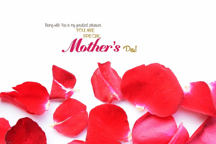 special, mother, day, red, petal flowers illustration, you are, Mother's day, petal, flowers, illustration