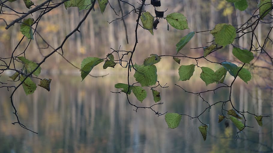 На 4 фотографиях ветка 1 из самых