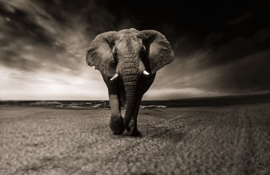 grayscale photo, elephant, black and white, animal, africa, safari, wild animal, creature, pachyderm, animal portrait