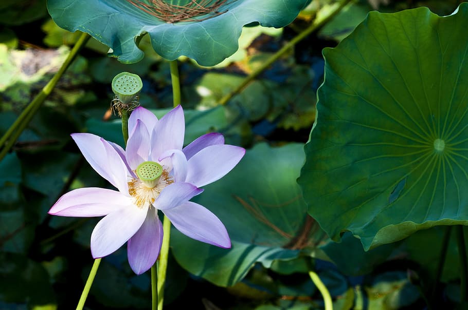 suzhou, start garden, hawthorn, lotus, lotus leaf, green, purple, savage lotus, flowering plant, flower