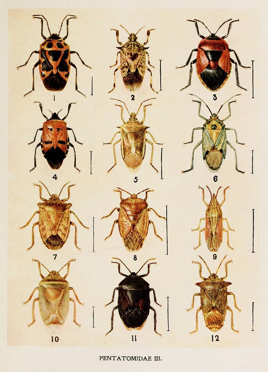 insecto, pintura, harold, maxwell, lefroy, pentatomidae, libro, indio, vida, manual