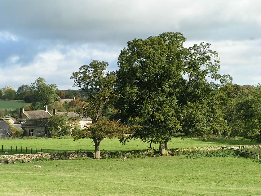 Countryside, England, Oak Tree, landscape, farm, trees, country, english, tree, grass