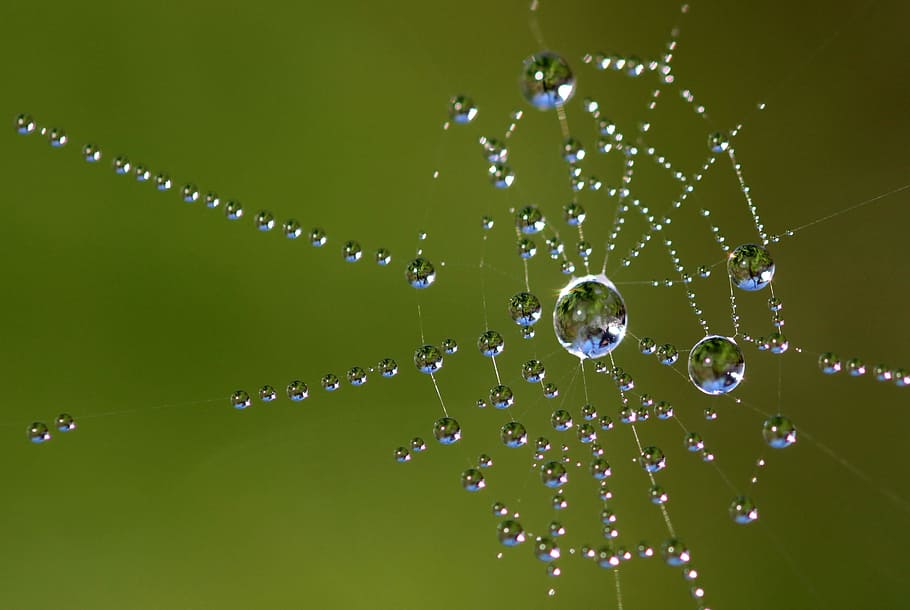 water dew, spider web, closeup, photography, beaded, cobweb, network, dew, drip, raindrop