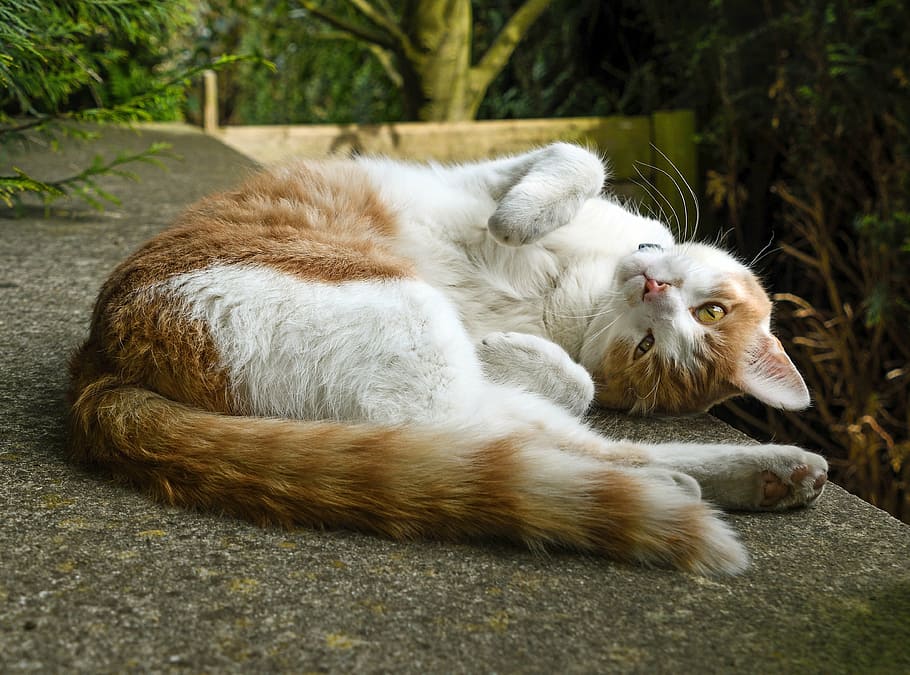 oranye, kucing betina, kucing, berbaring, beton, permukaan, ruang, merah dan putih, hewan, kucing domestik