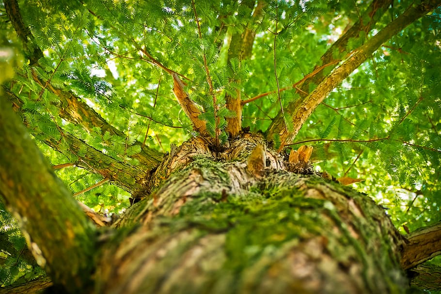 hijau, pohon daun, tinggi, fotografi sudut, pohon, estetika, cabang, hutan, log, mahkota