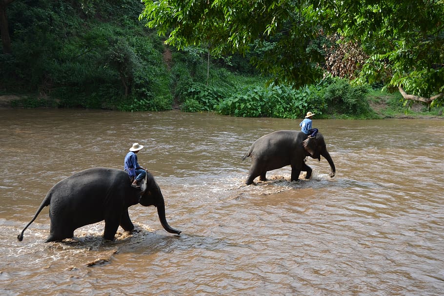 elefantes de campamento, elefante, tailandia, cuidador elefante, animales, cuidador, selva, animal, naturaleza, río