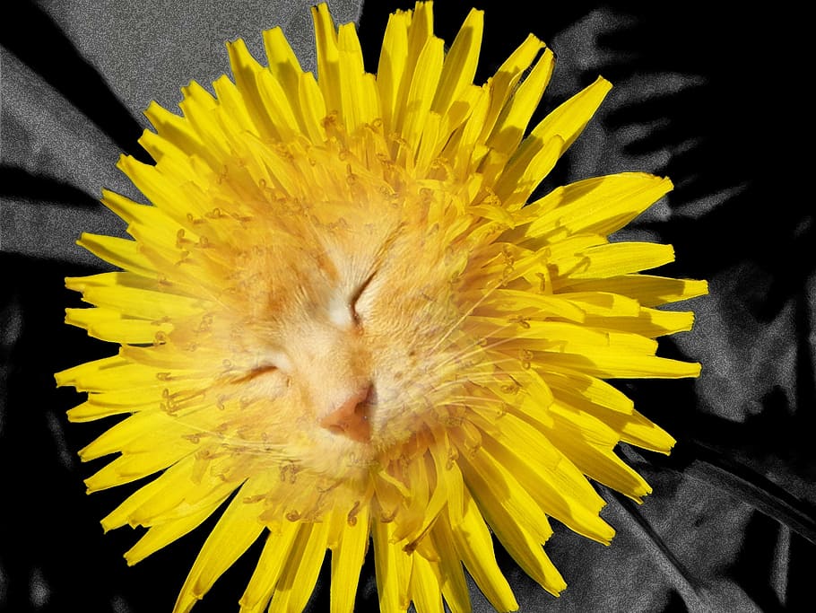 Colagem, Photoshop, Manipulação de imagem, dente de leão, gato, amarelo, flor, natureza, girassol, flores
