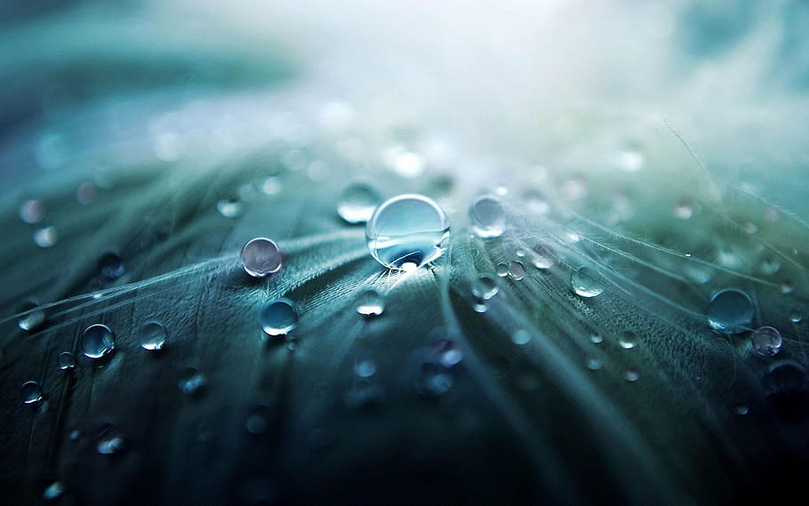 macro photography, water dew, water, drop, drop of water, character, rain, nature, macro, wet