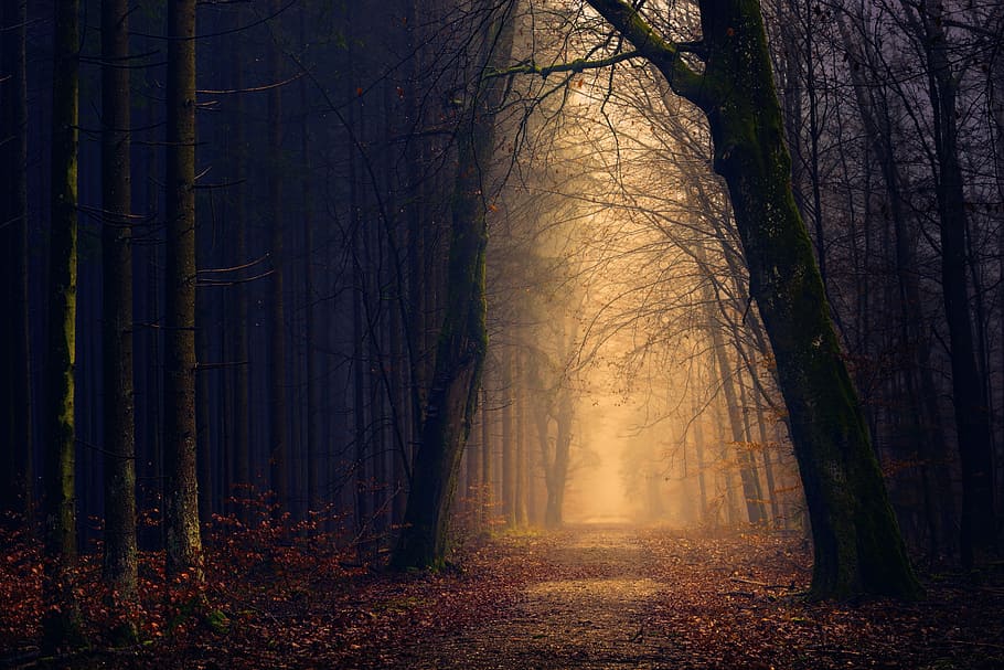 sun light, forest, wood, light, tree, darkness, secret, shadow, mystical, fog