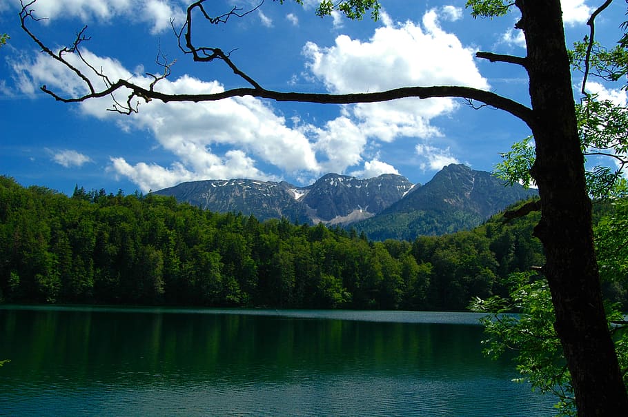 body, water, across, green, trees, Bavaria, Füssen, Alatsee, Lake, Germany