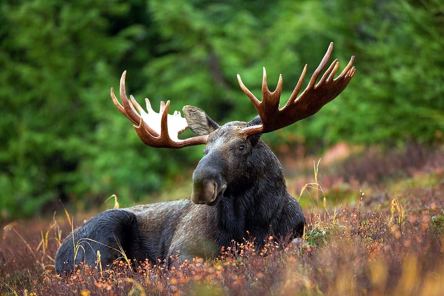 black, moose, lying, ground, daytime, moose-rack, male, bull, animal, nature