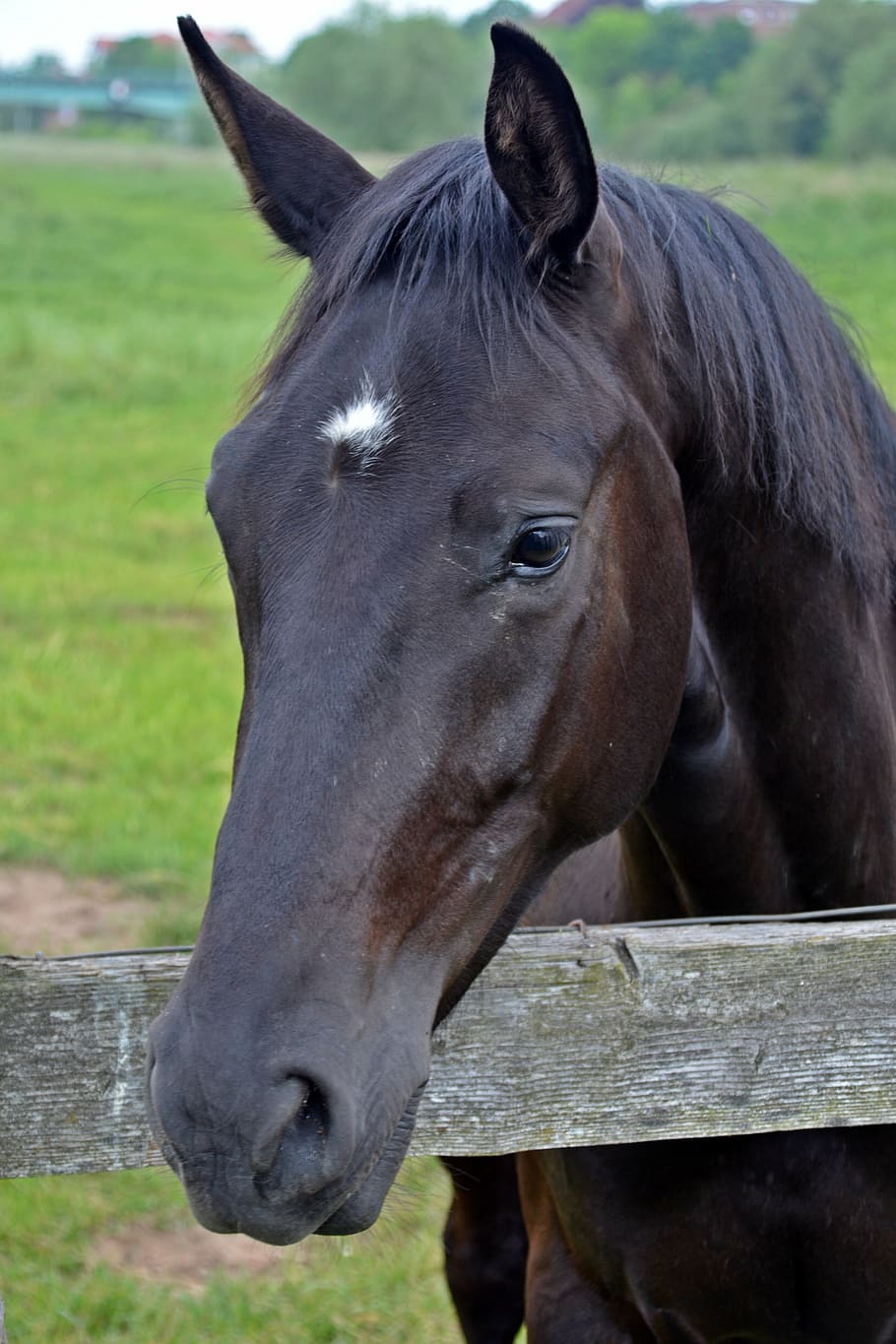 close-photograph-black-horse-horse-head-pferdeportrait-eye