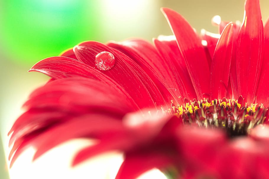 macro photography, red, flower, macro, drip, flourished, bokeh, gerbera, petal, fragility