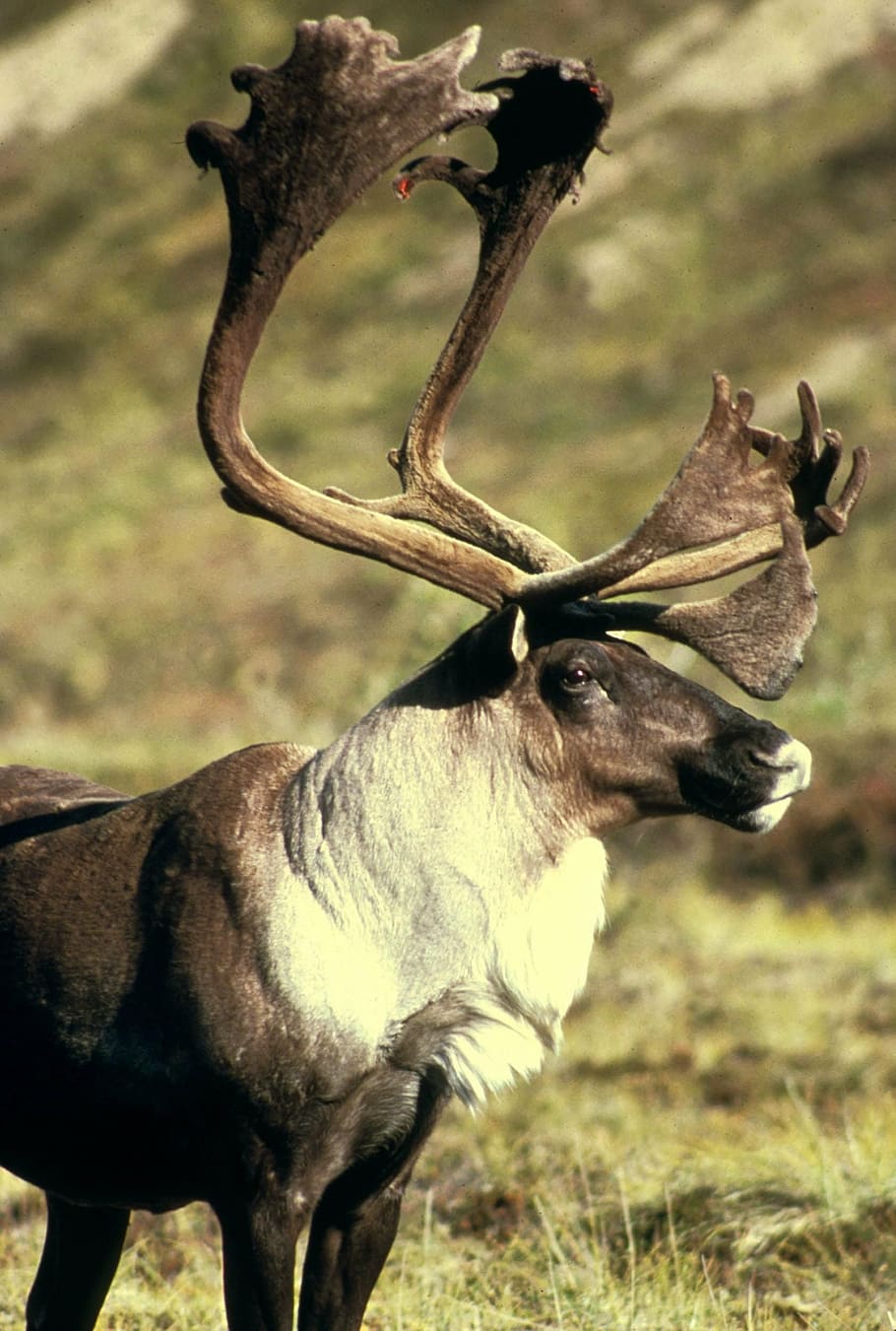 brown, moose, field, animal, elk, reindeer, caribou, deers, animals, fauna