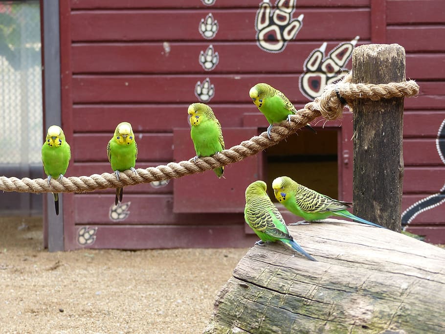 zoo magdeburg, australia, budgerigars, bird, colorful, small bird, funny, birds, plumage, small parrot