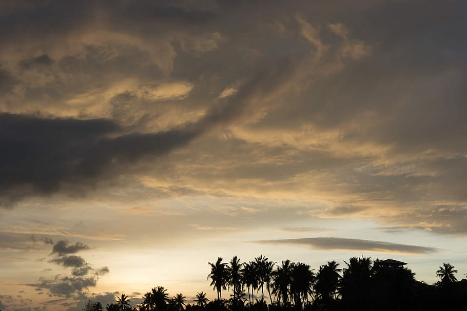 Sky, Sunset, Palmtree, Clouds, Rainy Day, dusk, evening, tree, cloud - sky, dramatic sky