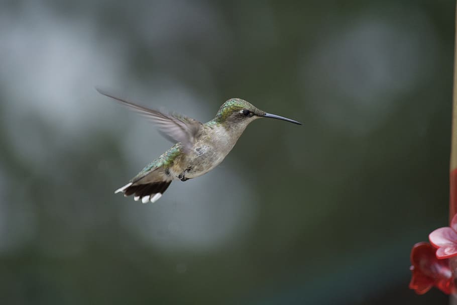 hummingbird, flight, selective, photography, in flight, nature, ornithology, wing, birds flying, flying