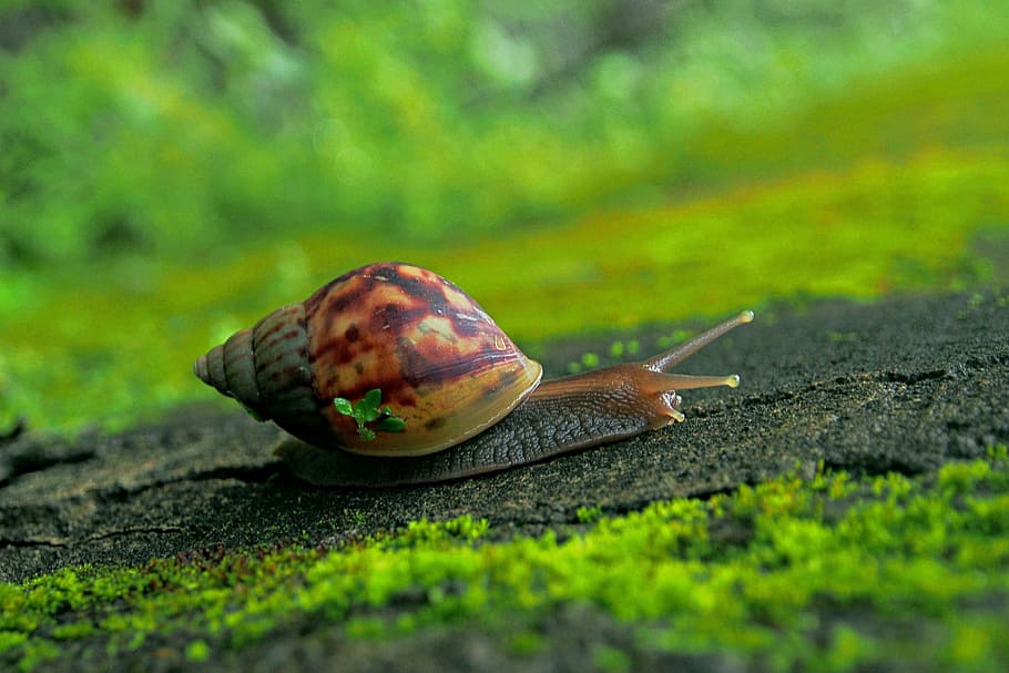 nature, snail, slow, garden, gastropod, animal wildlife, animal themes, animal, mollusk, grass