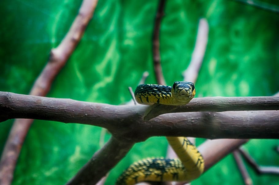 snake, zoo, herpetology, scales, animals, reptiles, animal, nature, wildlife, insect