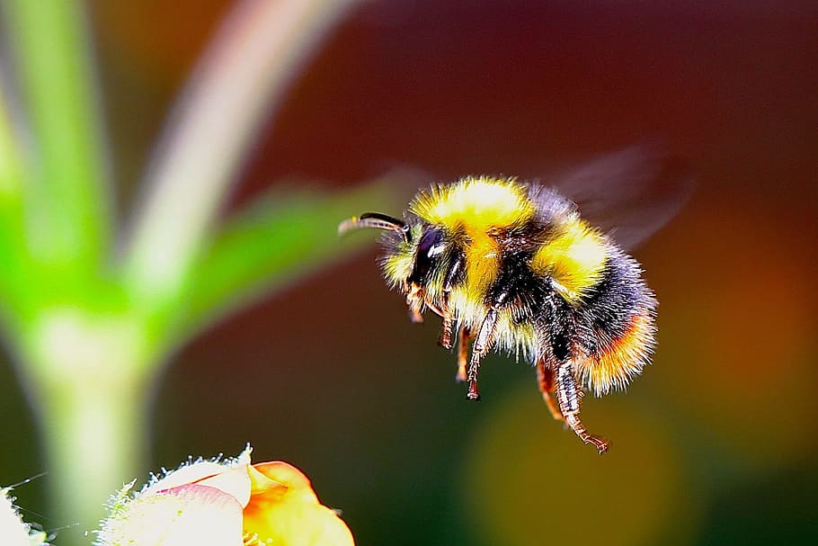 yellow, black, bee humming, flower, bee, humming, bumble bee, insect, f, bumble