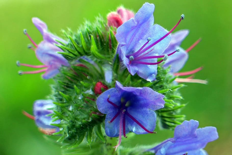 обыкновенный natternkopf, цветок, змеиная голова, цвести, синий, синий natternkopf, гордый генрих, echium vulgare, raublattgewächs, голубой генри