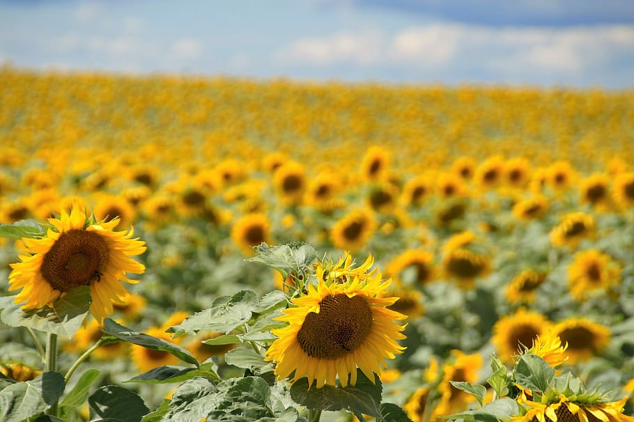 Bunga matahari, Kuning, Lapangan, ladang bunga matahari, tanaman ekonomi, pertanian, bunga, tanaman, alam, pertumbuhan