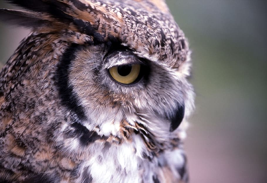 closeup, photography, brown, gray, owl, great horned owl, predator, bird, raptor, profile