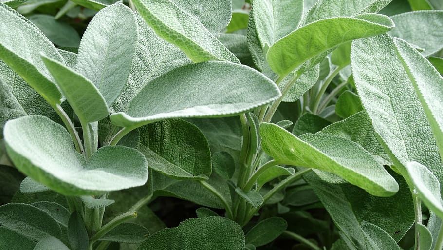 garden, sage, medicinal plant, plant, green, lamiaceae, close up, culinary herbs, herbs, leaf