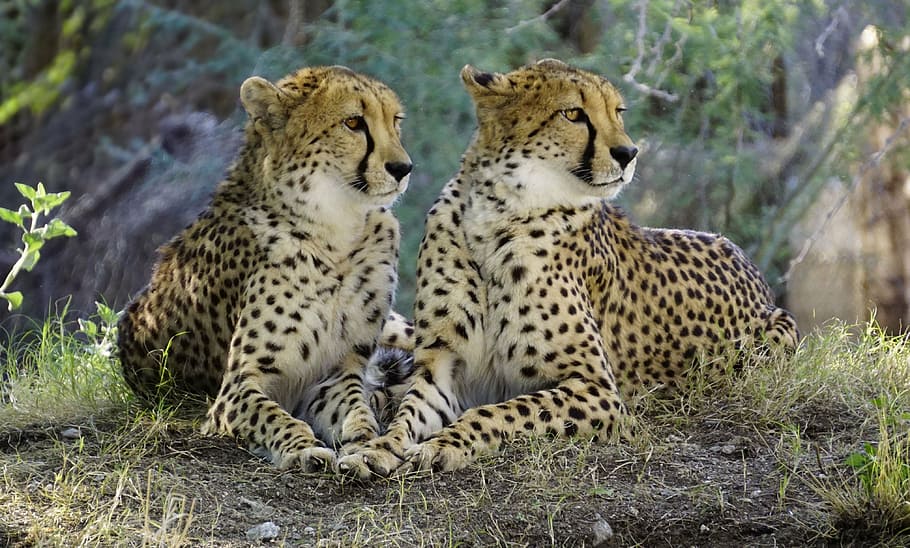 two, cheetah photo, daytime, cheetah, nature, wildlife, cat, animals in the wild, animal wildlife, animal themes