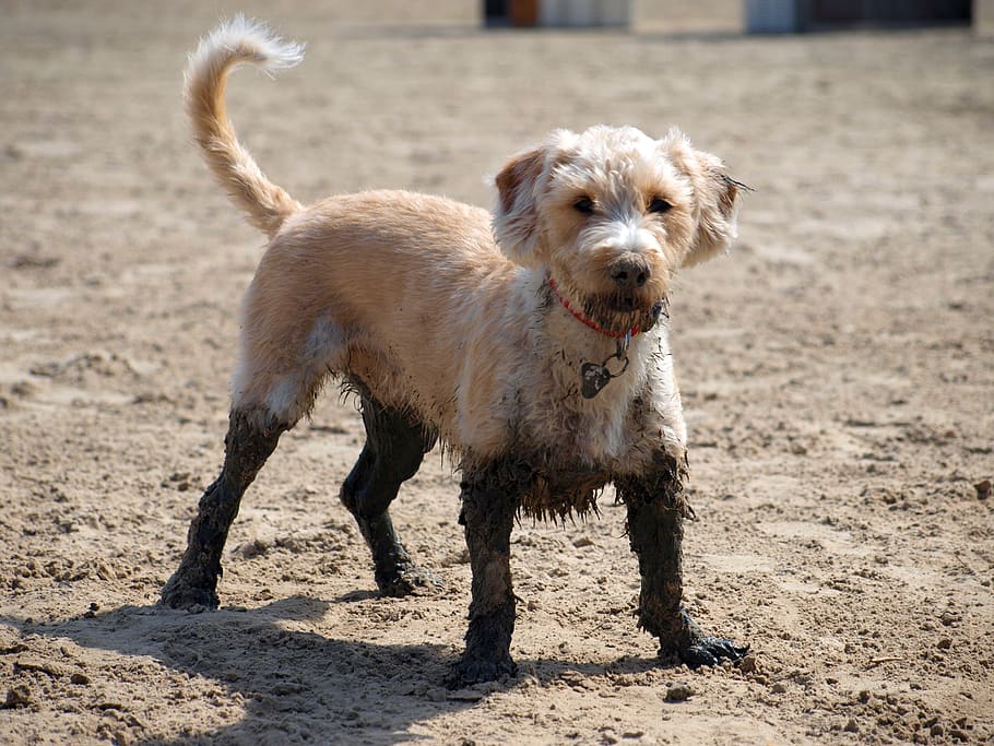 cachorro, praia, lama, animal, animal de estimação, água, verão, brincar, natureza, costa
